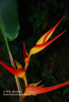 Heliconia latispatha 'Red-Yellow Gyro'
